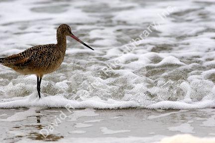 Marbled Godwit shorebird wintering along the California Coast in Santa Cruz.