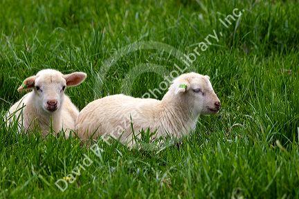 Lambs in the grass on a farm near Berlin, Ohio.