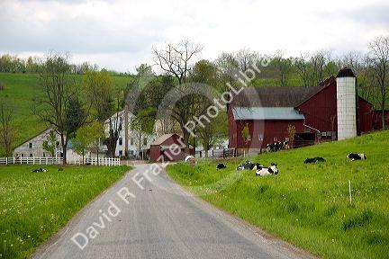 A dairy farm near Berlin, Ohio.