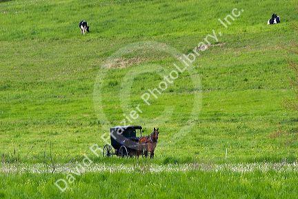 Amish horse and buggy near Berlin, Ohio.