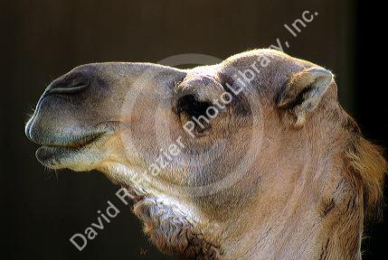 Side view of a Camel.