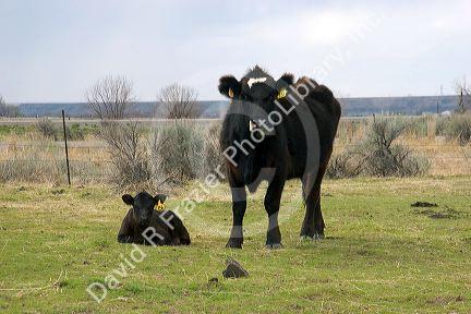 Black cow with it's calf in a field, Idaho.