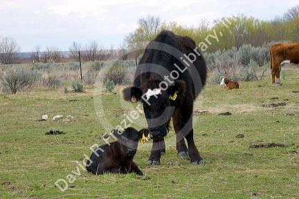 Black cow with it's calf in a field, Idaho.