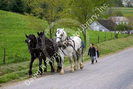 Work horse and amish girls near Berlin, Ohio.
