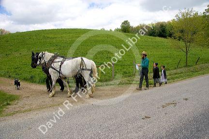 Amish father and daughters with a team of horses near Berlin, Ohio.