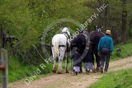 Amish father and daughters with a team of horses near Berlin, Ohio.