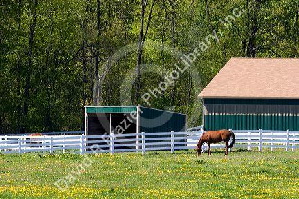 Horse farm near Ada, Michigan.