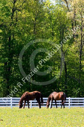 Horse farm near Ada, Michigan.