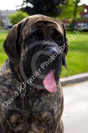 English Mastif dog in Bryon, Ohio.