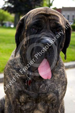 English Mastif dog in Bryon, Ohio.