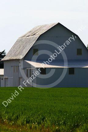 White barn and green wheat field southeast of Defiance, Ohio.