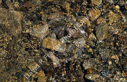 American toad in a creek, blending into its environment.