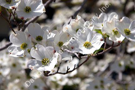 White blossoms of the dogwood tree.