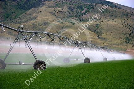 Sprinkler irrigation near Burley, Idaho.
