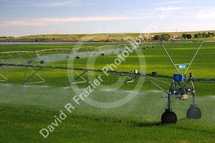 Sprinkler irrigation near Burley, Idaho.