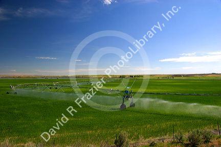Sprinkler irrigation near Burley, Idaho.