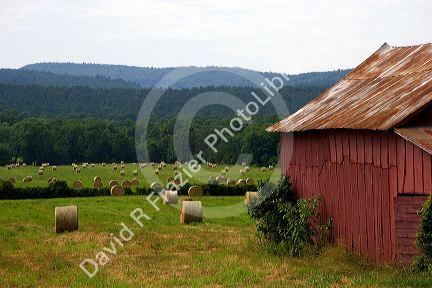 Round hay bales and red barn in northwest Arkansas.