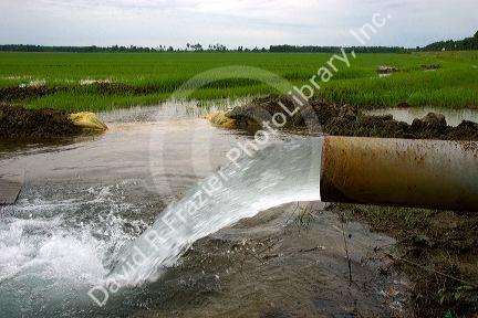 Water flowing from an irrigation pipe into a rice field in the delta region of east central Arkansas.