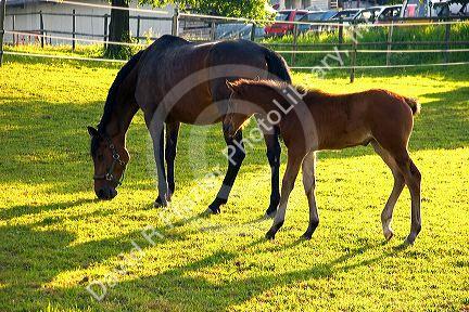 Mare and foal near Zurich, Switzerland.