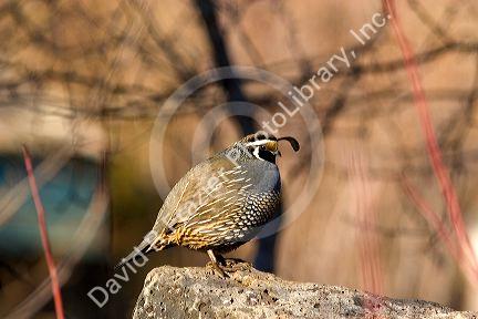 California Quail.