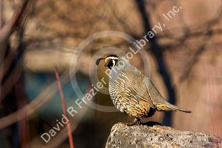California Quail.