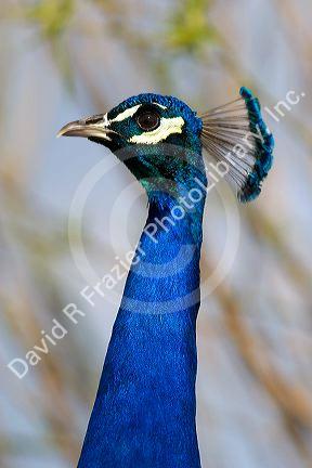 A peacock in Canyon County, Idaho.