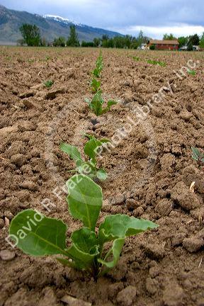 Sugarbeets in early spring.  