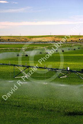 Sprinkler irrigation near Burley, Idaho.