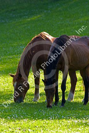 Horses graze on a farm near Zurich, Switzerland.