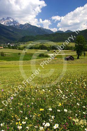 A tractor harvesting a hay field on a farm at Imst, Austria.