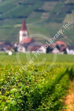 Vineyards and village near Ribeauville, France.