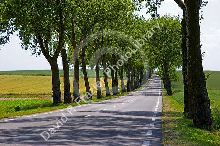 Tree lined highway near Luneville, France.