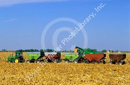 Corn Harvest in Iowa.
