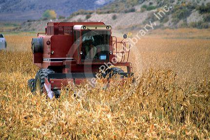 Corn Harvest in Idaho.