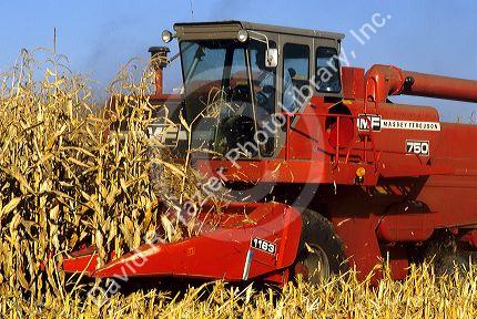 Corn Harvest in Idaho.
