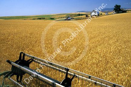 Harvesting wheat in central Idaho.