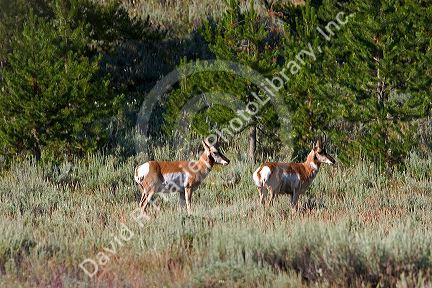 Pronghorn antelope in the Sawtooth National Forest of Idaho.