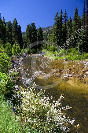 White syringa flowers along the South Fork of the Salmon River near Yellow Pine, Idaho.