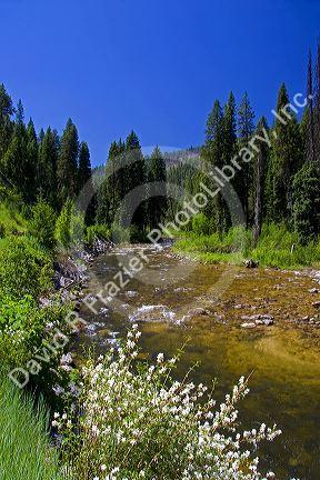 White syringa flowers along the South Fork of the Salmon River near Yellow Pine, Idaho.