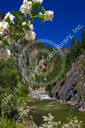 White syringa flowers growing along the East Fork of the South Fork of the Salmon River near Yellow Pine, Idaho.