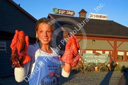 Woman holding cooked lobster at Halls Harbor, Nova Scotia, Canada. MR