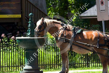 Horse pulling a carriage stops for a drink of water at a fountain in Quebec City, Quebec, Canada.