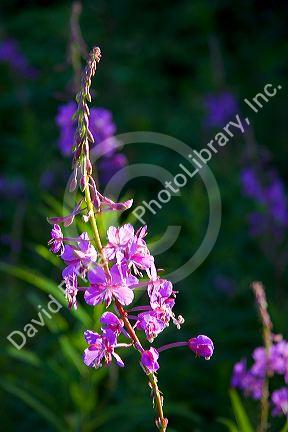 Fireweed wildflower also known as blooming Sally in New Brunswick, Canada.