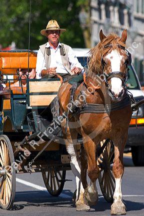Horse and carriage at Quebec City, Quebec, Canada.