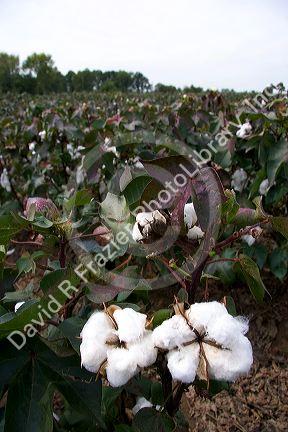Cotton growing at New Madrid, Missouri.