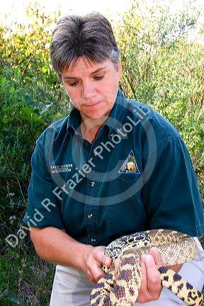 A wildlife biologist handling a snake at the Missouri Department of Conservation in Jefferson City.