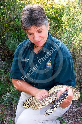A wildlife biologist handling a snake at the Missouri Department of Conservation in Jefferson City.