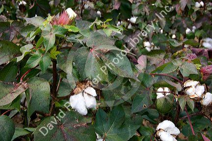 Cotton growin at New Madrid, Missouri.