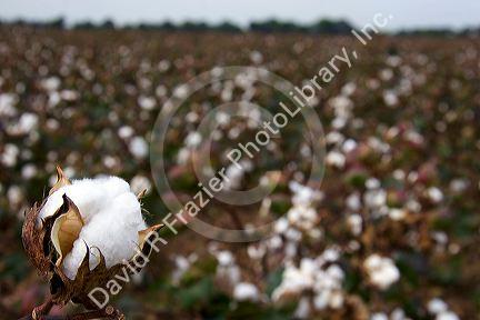 Cotton growing at New Madrid, Missouri.