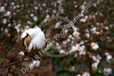 Cotton growing at New Madrid, Missouri.